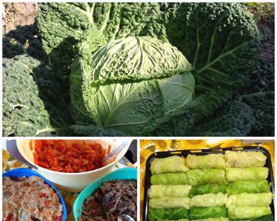 Savoy cabbage rolls with three fillings