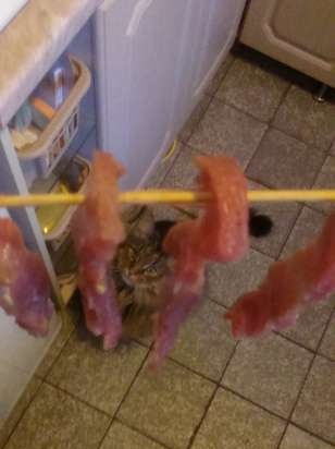 Dried meat and fish (or dedicated to cat lovers)