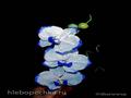 סחלבים Phalaenopsis (כיתת אמן)
