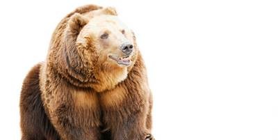 8 interesting facts about bears
