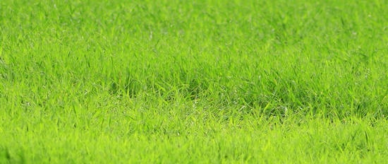 Green fertilizer and grass mulch