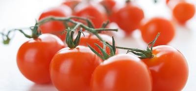 איך לגדל עגבניות בצורה נכונה?
