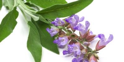 Sage is a remedy proven by centuries and peoples