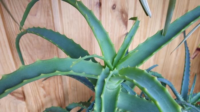 Aloe Vera benefits and ways to add it to your diet