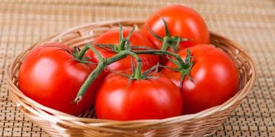 How to get a rich tomato crop that will delight everyone?