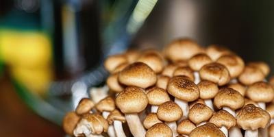 A little about the mushroom miracle