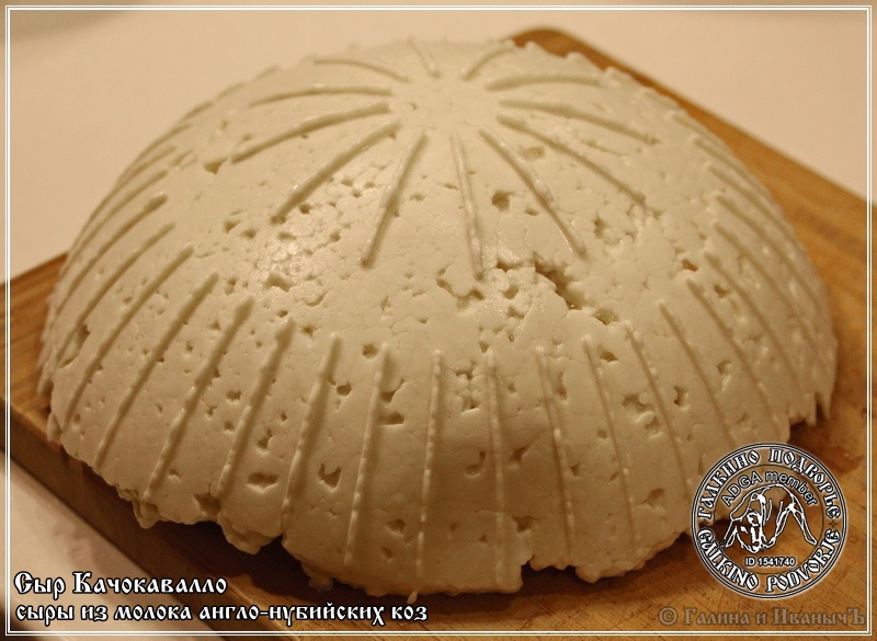 Cachocavallo cheese from Anglo-Nubian goat milk