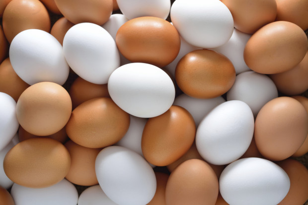 Eggs, egg powder (yolk and white) and egg melange